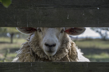Naklejka premium Sheep behind fence