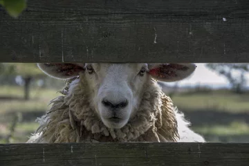 Papier Peint photo Lavable Moutons Moutons derrière une clôture