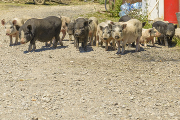pigs in a barnyard in the village