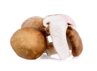 oyster mushrooms on white background