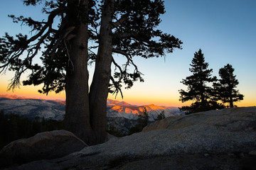 Fading Sunset through Sierra Trees - Yosemite