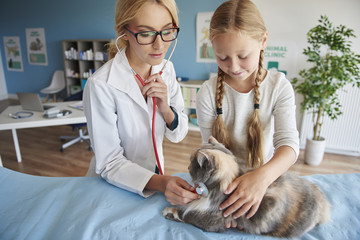 Doctor checking the pulse of the cat.