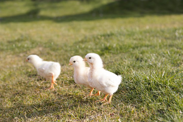 Young chicken on a meadow