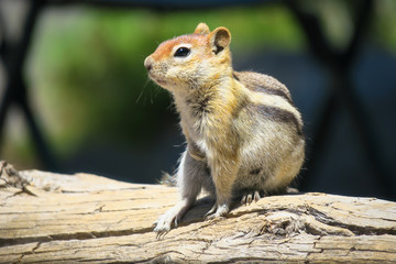 Naklejka na ściany i meble Chipmunk - A striped rodent curiously posed on a log in Yosemite National Park, California