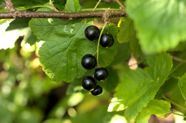 Blackcurrant