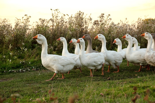 flock of the domestic geese walking in pasture in village