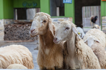 Sheep in the zoo