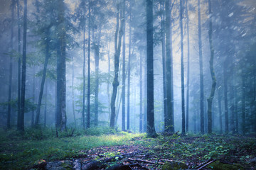 Beautiful foggy and rainy seasonal forest landscape.