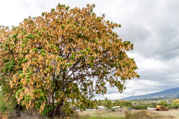 Bois noir des bas
Bois noir à l'île de la Réunion