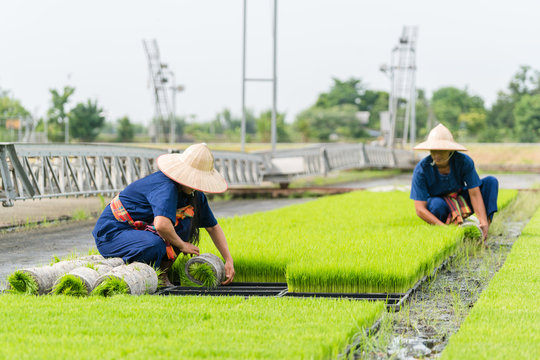 Thai farmers are working.