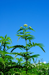 
pianta di ombrellifera selvatica, con sfondo di cielo blu