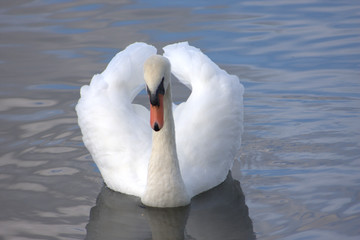 Obraz premium Elegance