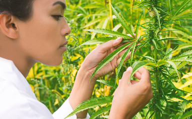 Wissenschaftlerin prüft Cannabis Pflanze