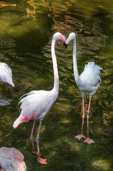 Flamingos in the zoo of Benalmadena, Malaga province, Spain.