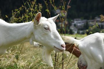 Plakat capre caprette al pascolo pastore prateria
