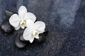 Fototapeta na wymiar Two orchid and black stones close up.