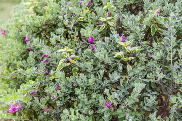 Bush green leaves with little violet flowers.