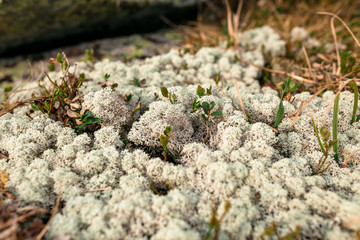 The Northern Reindeer moss