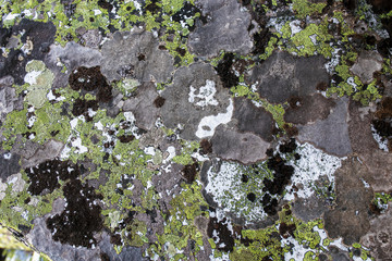 stone texture with lichen as background