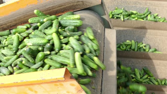Production of pickles, gherkins processing plant