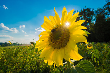 Sonnenblume