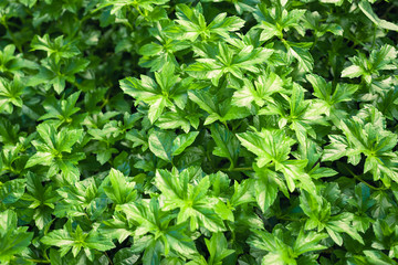 Green leaf background