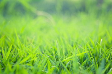 Soft focus green meadow background
