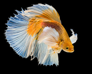 white & yellow siamese fighting fish