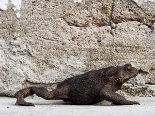 Toad taking a stroll. Bufo bufo.