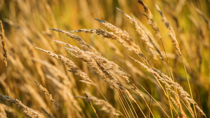 spikelets dry grass