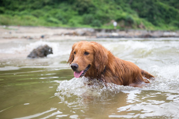 The golden retriever swimming