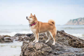 The dog on the beach stones