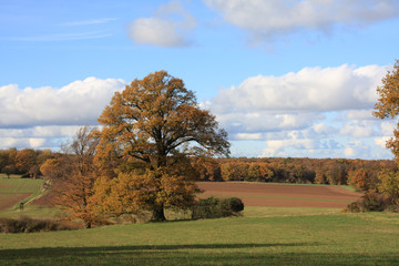 Fototapeta premium Agrarlandschaft im Herbst