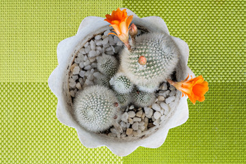 Blooming cactus with orange flowers