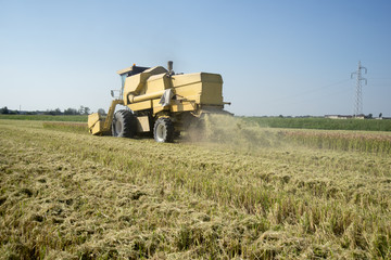 Fototapeta premium Harvesting and threshing rice in Italy