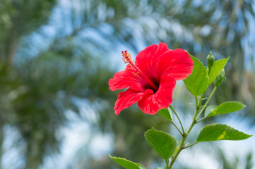 Red hibiscus flowers in the garden © phollapat