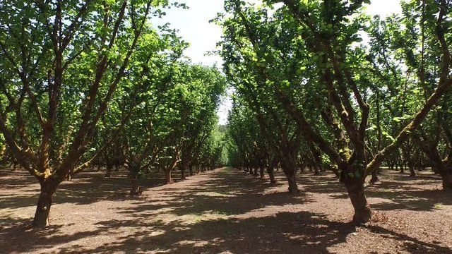 Hazelnut orchard
