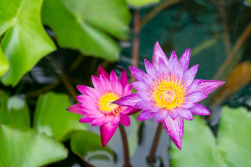 Purple Lotus in Thailand.
