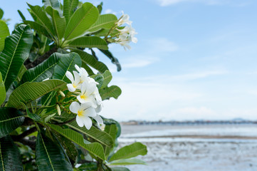 frangipani flower, plumeria flower, white plumeria with blue sky background and blur of sea