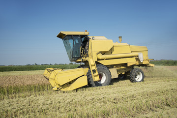 Fototapeta premium Harvesting and threshing rice in Italy