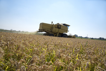 Fototapeta premium Harvesting and threshing rice in Italy