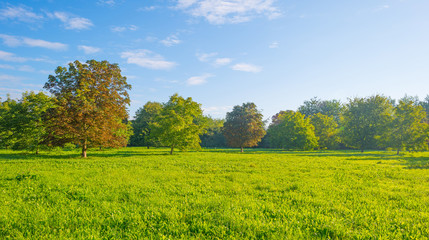 Trees in a field at sunrise