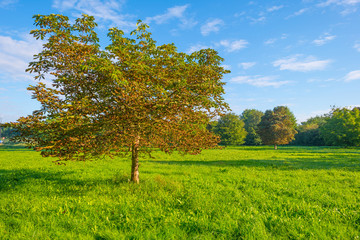 Obraz premium Trees in a field at sunrise