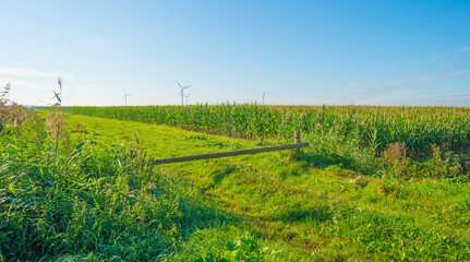 Field with corn in summer © Naj