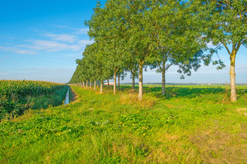 Trees along a field with corn in summer © Naj
