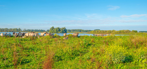 Fototapeta na wymiar Horses along the shore of a lake in summer