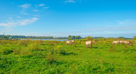 Fototapeta premium Horses along the shore of a lake in summer