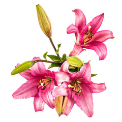 Vintage flowers pattern with pink lilies isolated on white backg