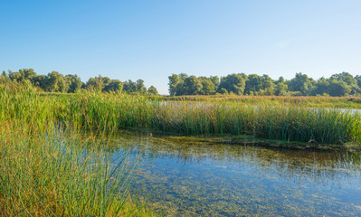 Fototapeta na wymiar Shore of a lake in summer 