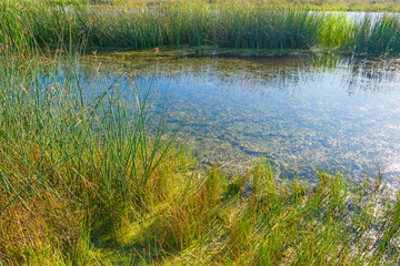 Shore of a lake in summer 